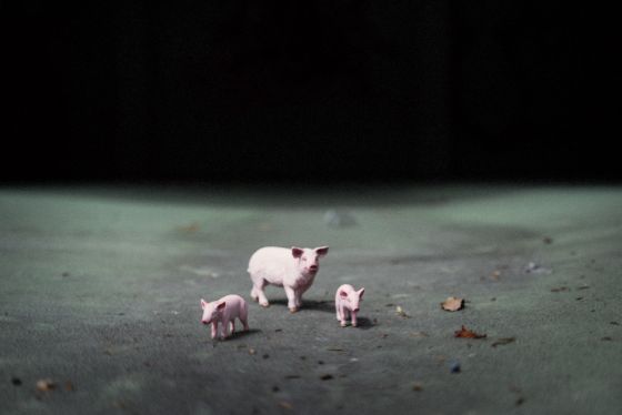 Schweine Michel Gilgen 1