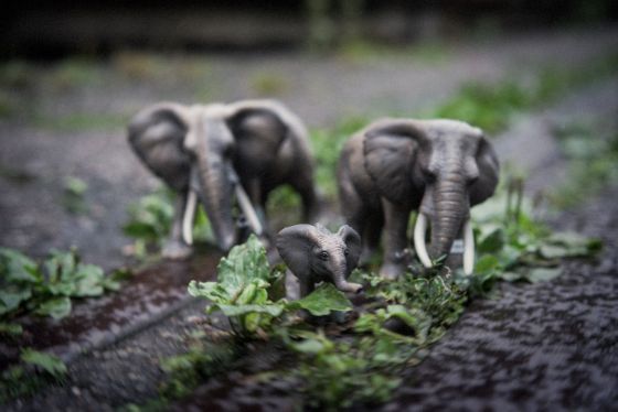 Elefanten Michel Gilgen Urban Jungle