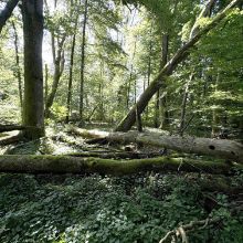 Seltene Käfer im Zuger Wald
