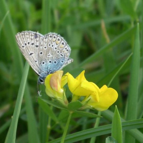 schmetterling-in-wiese