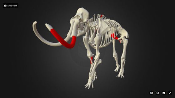 Mammut