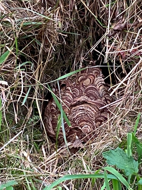 Nest Asiatische Hornisse