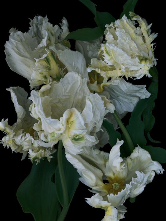 Blumen