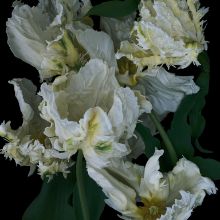 Ausstellung «Voyage floral»