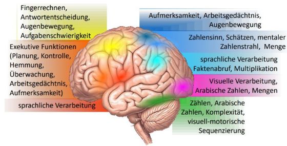 Abbildung 4: Neuronales Netzwerk des Rechnens, Abbildung aus der Präsentation von Karin Kulcan, Folie 21.