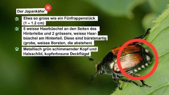 Beschreibung Japankäfer