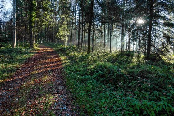 Mit den neuen Verhaltensregeln setzt der Kantonsrat ein deutliches Zeichen für den Schutz des Waldes, ohne eine angemessene Waldnutzung einzuschränken. Wald Baarburg, Bild: Andreas Busslinger