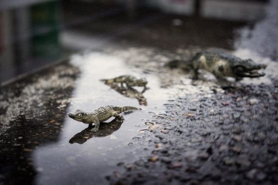 Problemverhalten ist ein Problem - Krokodile