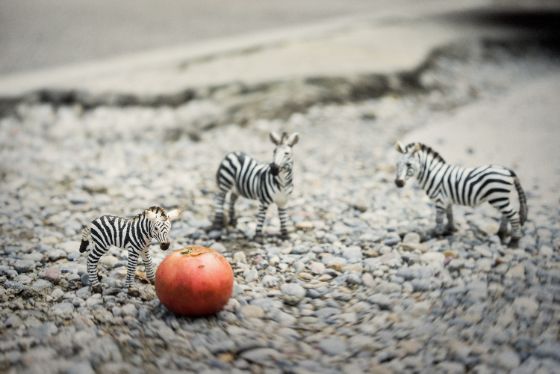 Zebras Michel Gilgen 3