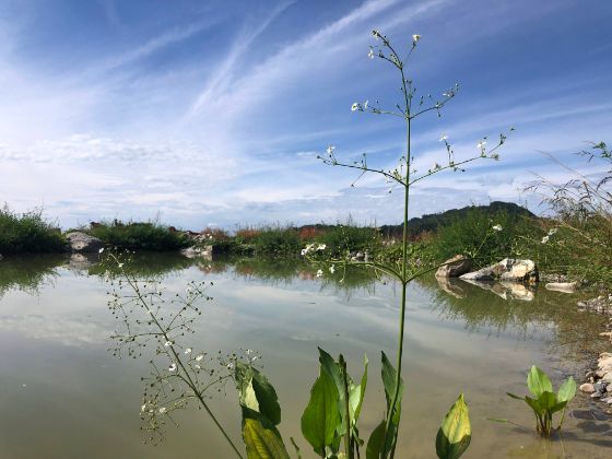 Froschlöffel in neu geschaffenem Weiher