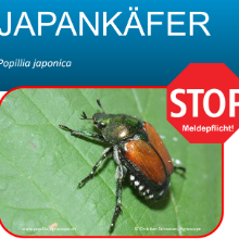 Kanton Zug setzt auf Vorsorge gegen Japankäfer