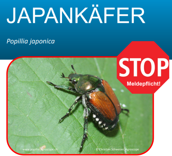 Japankäfer