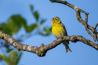 So einfach lernt man Vogelstimmen