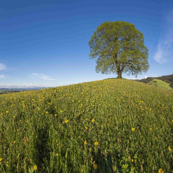 Bild Landschaftsaufwertung