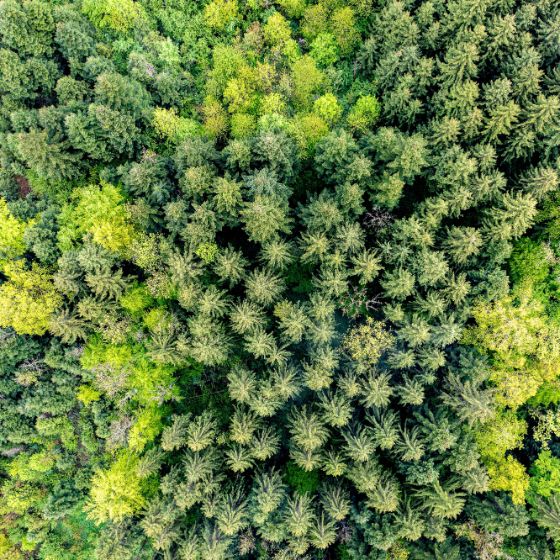 Wald von Oben