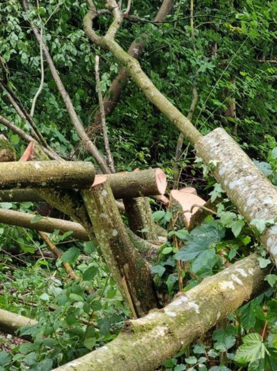 Bäume und Sträucher mutwillig gefällt – Zeugenaufruf