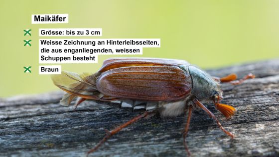 maikaefer-de