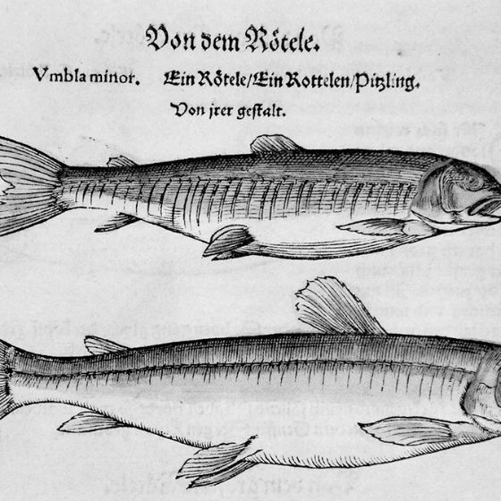 Rötel