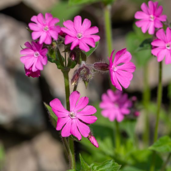 Wildstauden