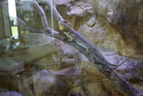 Gecko