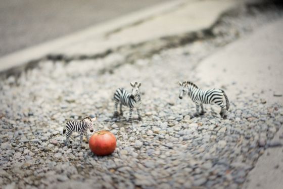 Zebras