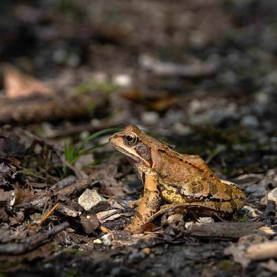 Amphibienwanderung