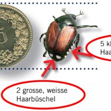 Kanton Zug setzt auf Vorsorge gegen Japankäfer in Nachbarkantonen