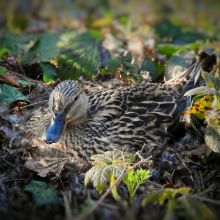 Brütende Vögel im Siedlungsgebiet: Schutz beachten, Konflikte vermeiden