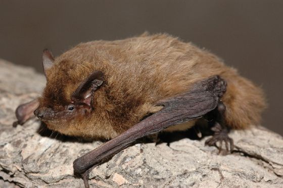 Die Rauhautfledermaus (Pipistrellus nathusii) verbringt vor allem den Herbst und Winter in der Schweiz. Die Jungenaufzucht findet in Nord- und Osteuropa statt.