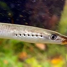 Digitaler Fischatlas für den Kanton Zug