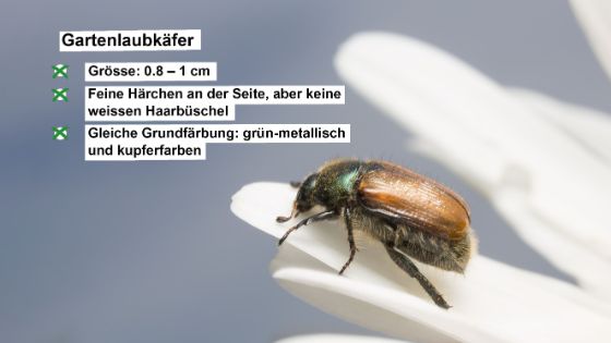 gartenlaubkaefer-de