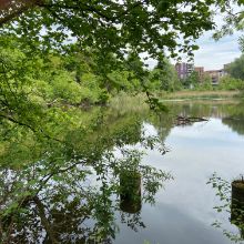Binzmühleweiher ökologisch aufgewertet und attraktiver