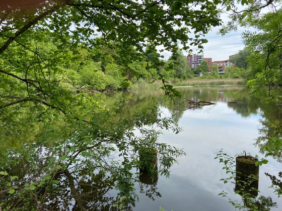 Binzmühleweiher 2