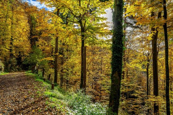 Mit den neuen Verhaltensregeln setzt der Kantonsrat ein deutliches Zeichen für den Schutz des Waldes, ohne eine angemessene Waldnutzung einzuschränken. Bild: Andreas Busslinger